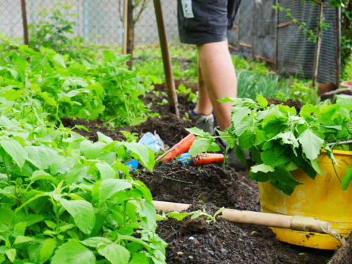Spinat im Gemüsegarten - Spinaci nell'orto - Jugendzentrum Jungle Meran - Centro giovani Jungle Merano