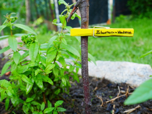 Zitronenvervene - Verbena odorosa - Jugendzentrum Jungle Meran - Centro giovani Jungle Merano