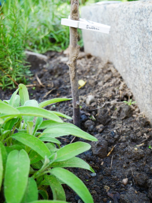 Salbei - Salvia - Jugendzentrum Jungle Meran - Centro giovani Jungle Merano