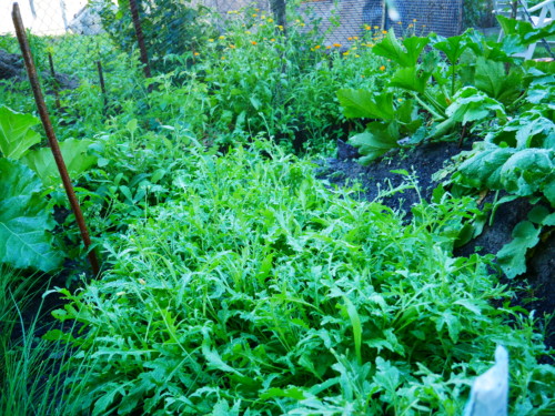 Rucola - Jugendzentrum Jungle Meran - Centro giovani Jungle Merano