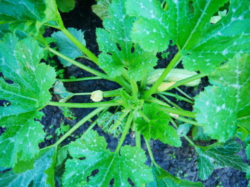 Zucchini im Garten - Zucchini nell'orto - Jugendzentrum Jungle Meran - Centro giovani Jungle Merano