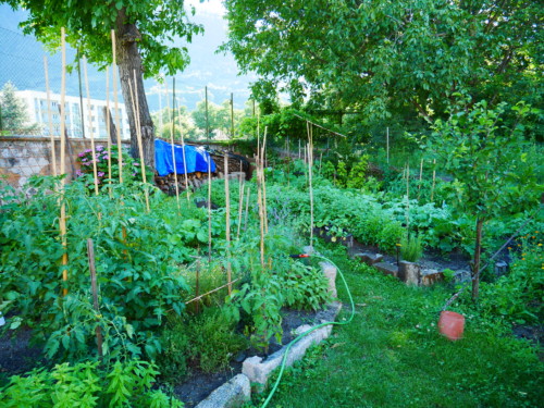 Der Garten wuchert - L'orto esplode - Jugendzentrum Jungle Meran - Centro giovani Jungle Merano